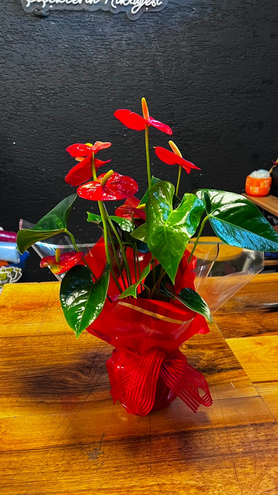 İthal Anthurium