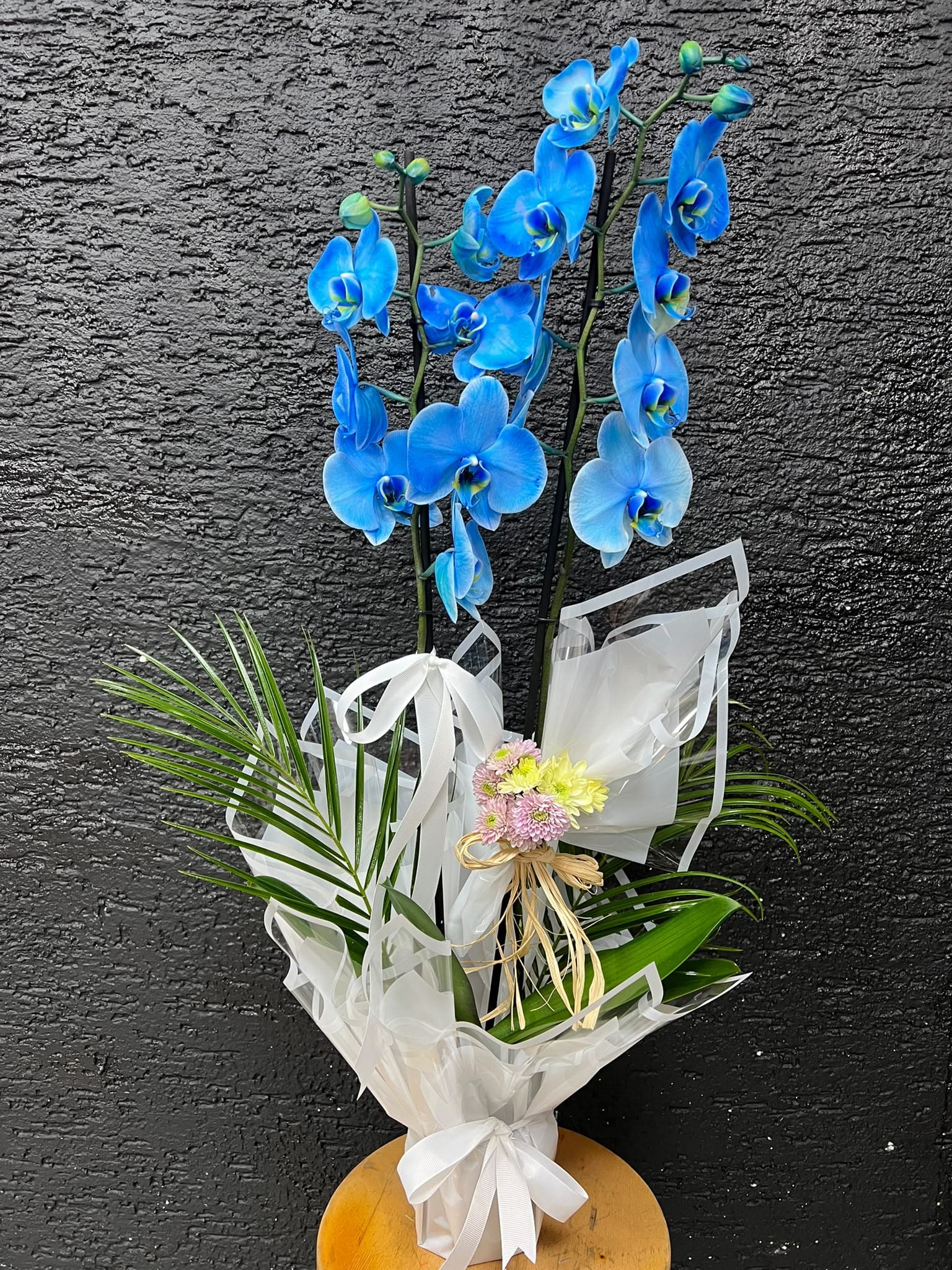 Magic Blue Çift Dallı Mavi Orkide