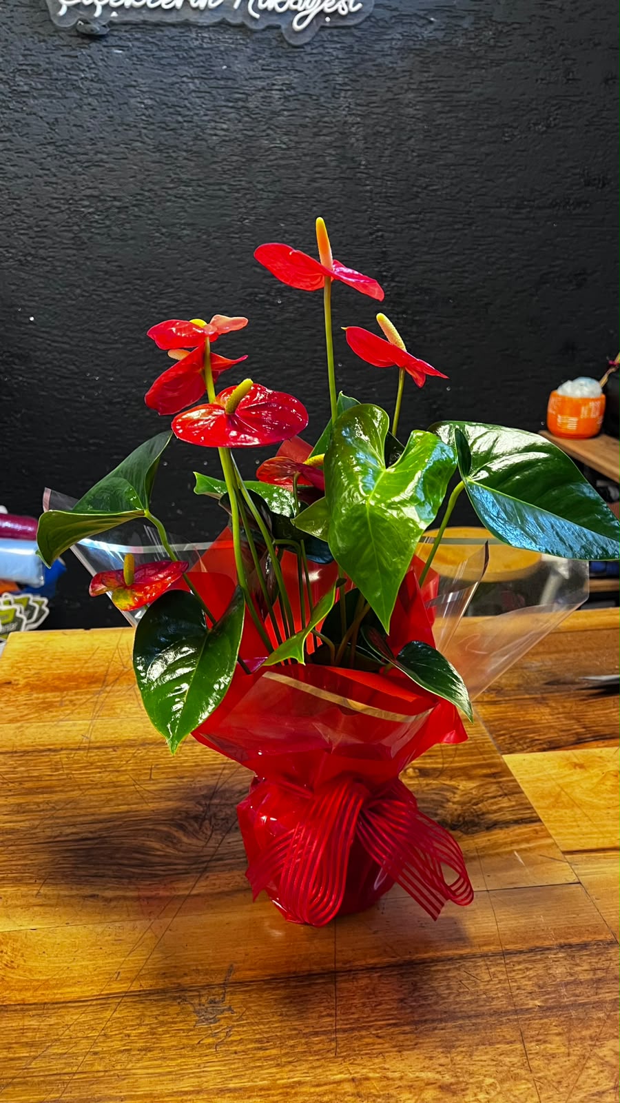 İthal Anthurium